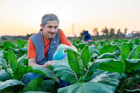 portrait experienced researcher or agronomist with document working in the evening sun,in growing cultivation of tobacco for examines and collect data on crop production managementの写真素材