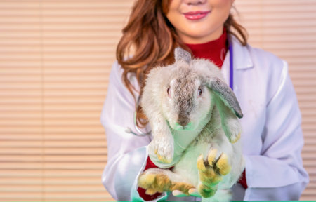 veterinarian in uniform with stethoscope,carry a cute rabbit in hands,vet examination of pet,domestic animal,checkup clinicの写真素材