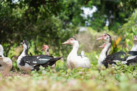 Flock of the ducks walking on a rural farm in day time,agriculture ducks farmの写真素材