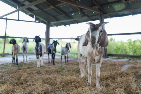 portrait young cute goats looking at camera,goats in small farm in the rural