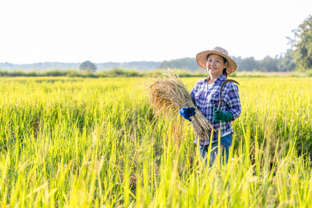 Portrait a female farmer one hand holding harvested rice,other hand holding a sickle standing in organic rice field,concept of traditional,seasonal rice harvestの写真素材
