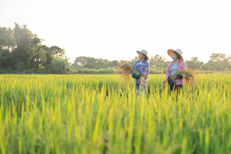 asian female farmers hands holding harvested rice,talking together while working in paddy field in the evening sun,rice agriculture,harvesting seasonの写真素材