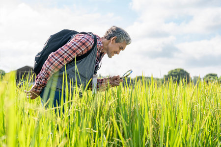 portrait agronomist or researcher using magnifying glass examining rice plant in paddy field,concept...