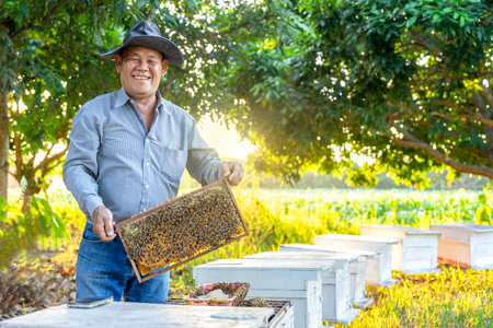 portrait beekeeper working in longan orchard in the rural,asian senior farmer holding honeycomb frame for checking bees and sealed matureの写真素材