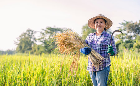 Portrait a female farmer one hand holding harvested rice,other hand holding a sickle standing in organic rice field,concept of traditional,seasonal rice harvestの写真素材