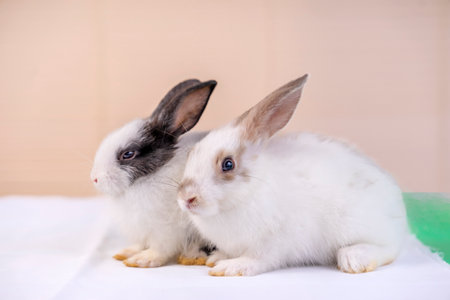 young white adorable rabbits on pink backgroundの写真素材