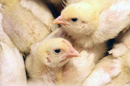 Chickens