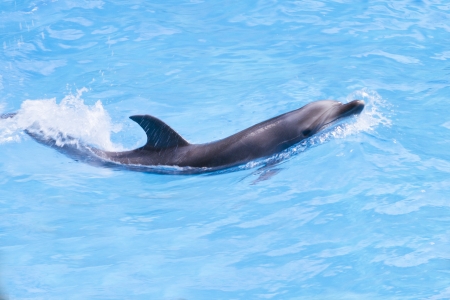 Delfinの写真素材