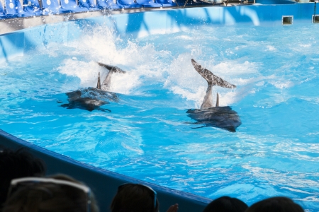 Dolphinの写真素材