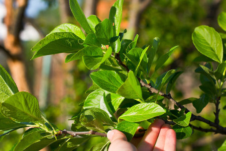 Leaves