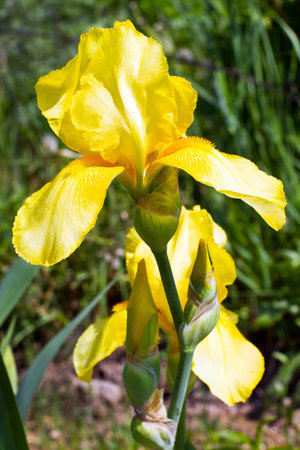 Irises