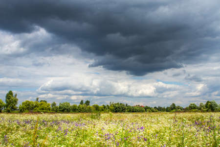 Rainwater blue cloud over a flowering field の写真素材