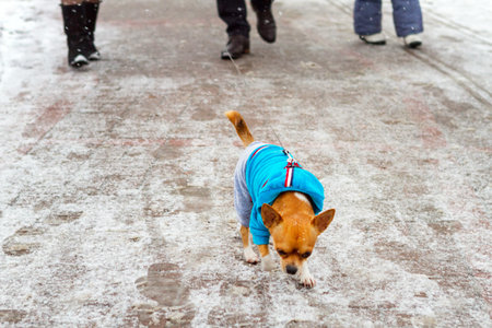 Walking the dogの写真素材