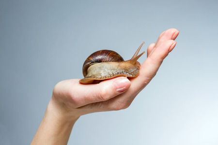 Snail on the palm of a woman.の写真素材