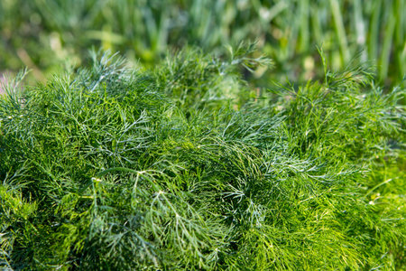dill