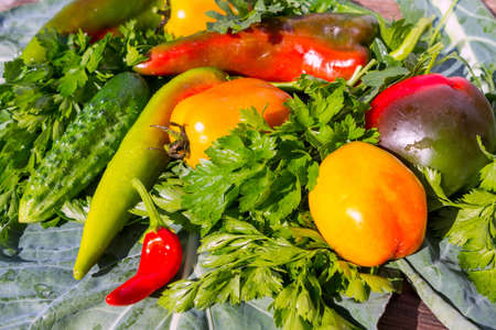 Fresh vegetables and herbs from the garden in the assortment.の写真素材