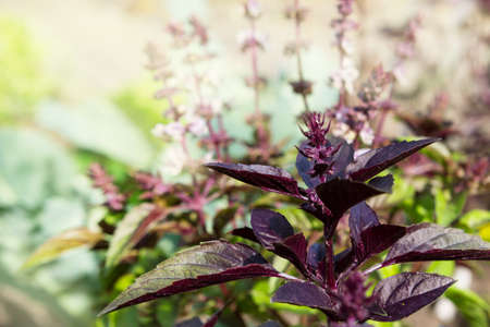 Blooming purple basil is illuminated by the sun.の写真素材