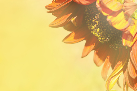 Decorative sunflower on a yellow blurry background for text placement.の写真素材