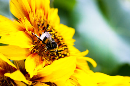 A bumblebee gathers pollen on a sunflower.の写真素材