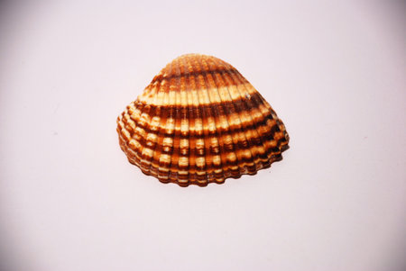 shell on white background