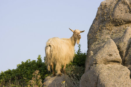 Wild Goat at the coast of North Sardinia, Italyの写真素材