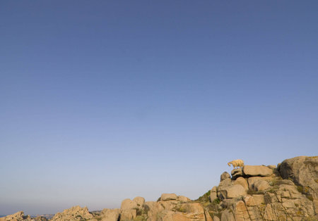 Wild Goat at the coast of North Sardinia, Italyの写真素材