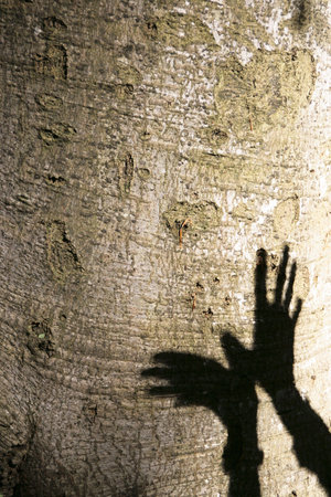 Shadow play with hands on a tree - Salzburg, Austriaの写真素材