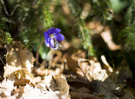 Anemone hepatica (Common Hepatica, liverwort, kidneywort, pennywort) - springtime in alpsの写真素材