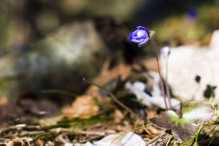 Anemone hepatica (Common Hepatica, liverwort, kidneywort, pennywort) - springtime in alpsの写真素材