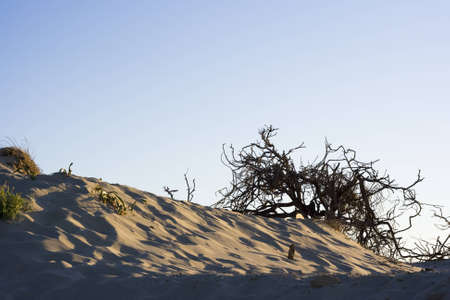 A dead bush at a dune - Sardinia, Italyの写真素材