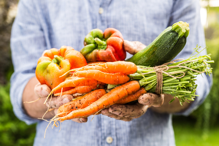 Fresh wet vegetables in gardener's hands close up. Spring - harvest from the garden. Bell pepper, zucchini and bunch of young carrots.の写真素材