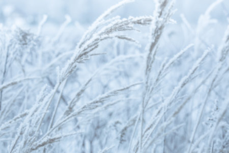 Frozen winter meadow - blurred background. Cold weather scenery.の写真素材