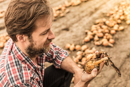 Forty years old caucasian farmer in plaid shirt control (check) his onion field. Agriculture - country outdoor scenery.の写真素材