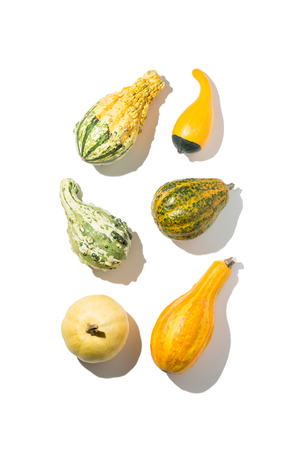 Different kinds of small colorful decorative pumpkins with natural shadows on white background. Layout captured from above (top view, flat lay). Free text (copy) space. Kitchen poster concept.の写真素材