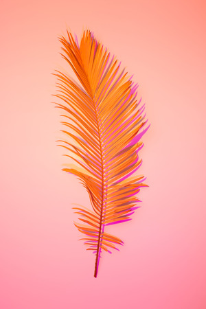 Tropical summer colorful background - orange exotic leaf on pink, poster layout. の写真素材
