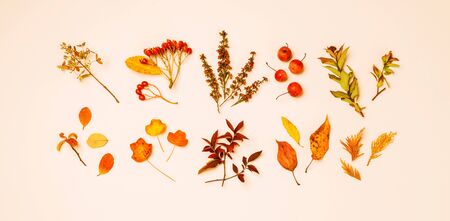 Collection of orange and red autumn leaves on cream background. Nature details - seasonal horizontal banner. Captured from above (top view, flat lay).の写真素材