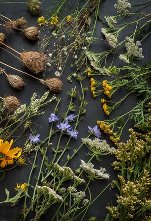Late summer meadow flowers and plants on black chalkboard background from above. Poster layout - collection of nature elements.の写真素材