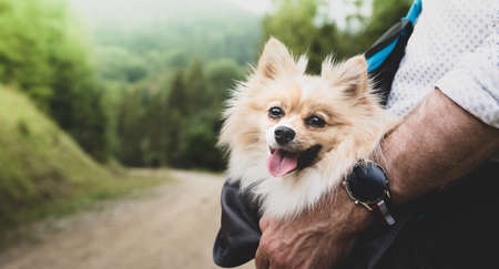 Traveling with a small dog. Pomeranian (spitz) sitting in the bag carried by a man outdoor. Summer holiday (vacation) trip with a pet.の写真素材