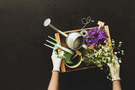 Gardening tools, pot flowers and watering can in the gardener's hands on black background (copy space). Spring garden works. Wooden box captured from above (top view, flat lay).の写真素材