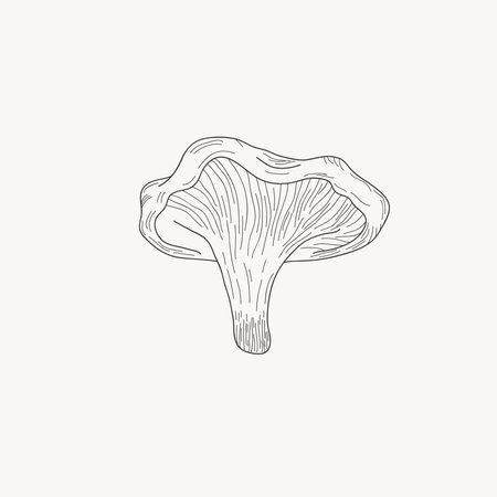 Chanterelles. Vector hand drawn illustration. Black and white engraving of a mushroom.のイラスト素材