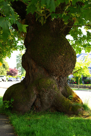 Aged Tree