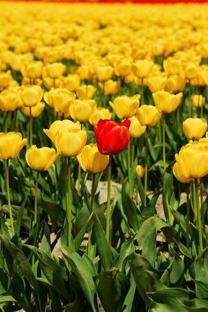 Red Tulipの写真素材