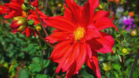 Bee sit on a red flower in the garden with green grassの写真素材