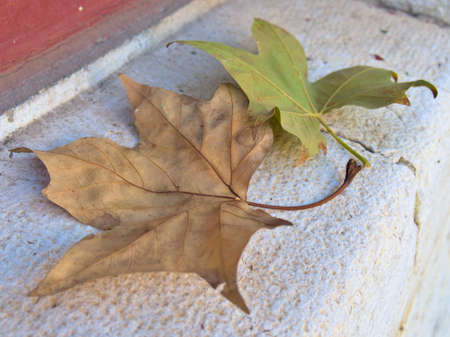 Brown and green leaves in Autumn on marble background. colorful leaves conceptの写真素材