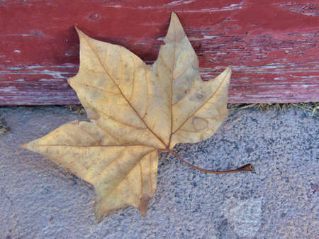 Brown leaf in Autumn with background of a wooden red window and marble stone. colorful leaves conceptの写真素材
