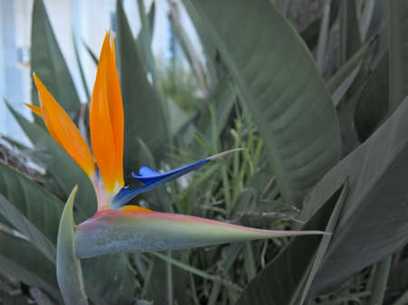 Bird of Paradise flower (Strelitzia reginae) isolated in green background, MÃ¡laga. Spain.の写真素材
