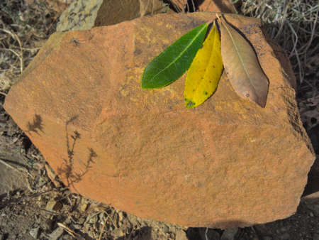 Autumn leaves on a rock. Green, Yellow and brown leaves in natural Park. Autumn conceptの写真素材