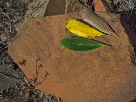 Autumn leaves on a rock. Green, Yellow and brown leaves in natural Park. Autumn conceptの写真素材