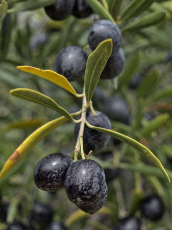 Close up olive tree branch with ripe olives ready for harvestingの写真素材