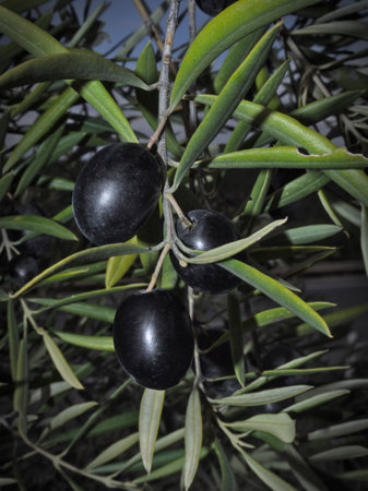 Close up olive tree branch with ripe olives ready for harvestingの写真素材